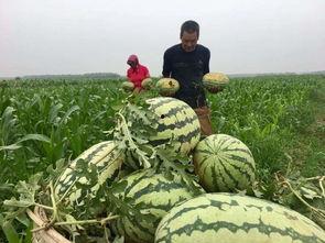 大型最强吃瓜视频,一场视觉盛宴的狂欢之旅