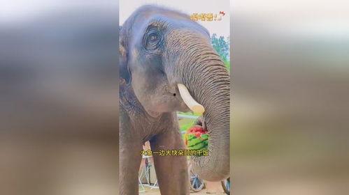 大象吃长腿瓜视频,揭秘大象如何享用长腿瓜美食