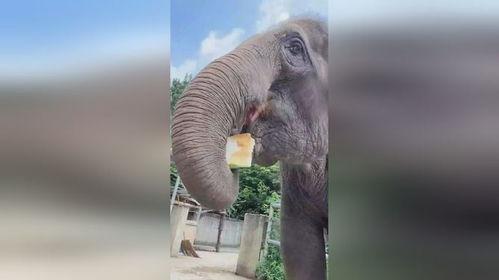 大象吃长腿瓜视频,揭秘大象如何享用长腿瓜美食