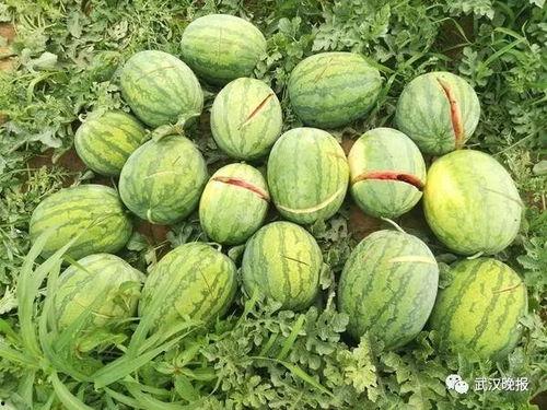 烧瓜烂了可吃吗视频大全,烧瓜烂了还能吃？揭秘视频大全中的神奇食验