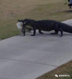 小虎把瓜给鳄鱼吃的视频,小虎瓜分惊喜瞬间