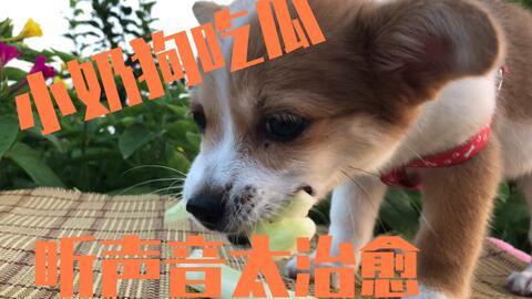 小狗八卦吃瓜视频播放,揭秘吃瓜视频背后的热门话题