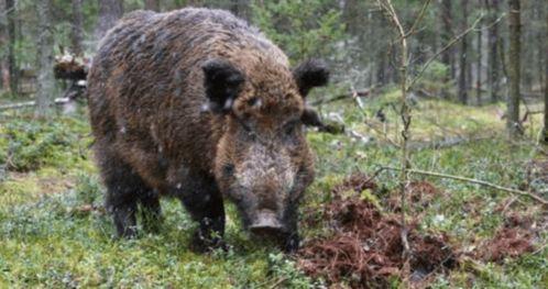 野猪进瓜棚吃瓜视频大全,一场欢乐的“瓜果盛宴”