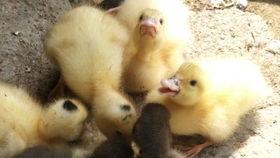 鸭子可以吃小瓜吗视频,小瓜成为新宠？