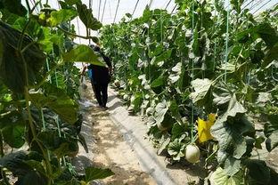 什么瓜能搭架子吃呢视频,探索搭架子吃瓜的乐趣