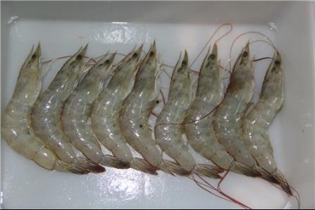 瓜儿大白虾怎么吃视频,瓜儿大白虾的多样美味吃法揭秘