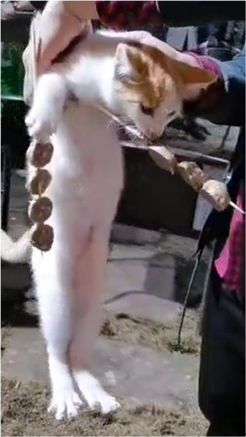 猫吃瓜被当场抓获视频,萌态百出引网友热议