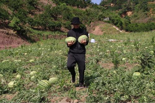 和溪吃瓜视频,揭秘娱乐圈幕后故事