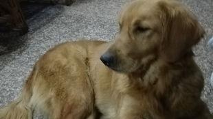 金毛可以吃蒲瓜吗视频,蒲瓜的适宜性探讨