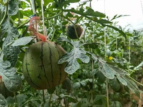 洛阳吃瓜事件视频,一场网络热议的街头冲突瞬间