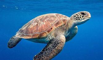 海龟吃哈密瓜视频下载,萌趣视频走红网络