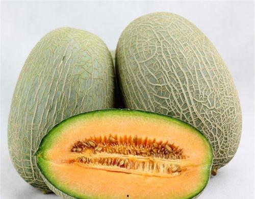 海龟吃哈密瓜视频下载,萌趣视频走红网络