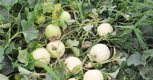 吃白兰瓜视频大全,视频大全带你领略瓜香四溢的味蕾盛宴