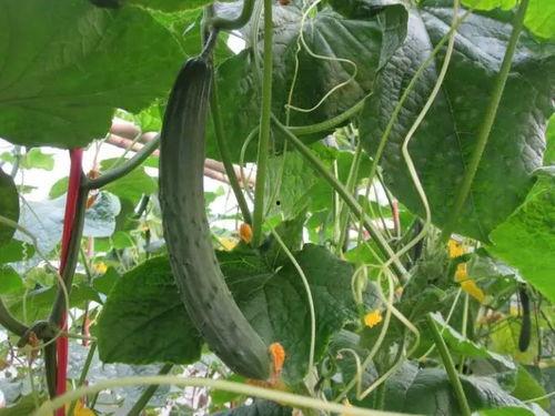 戈优吃瓜视频,揭秘娱乐圈幕后真相，带你领略明星们的真实生活