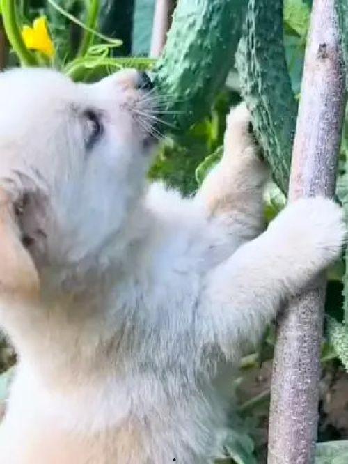 小狗吃瓜可爱搞笑视频大全,小狗吃瓜搞笑瞬间大盘点