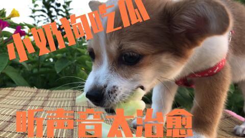 小狗吃瓜可爱搞笑视频大全,小狗吃瓜搞笑瞬间大盘点