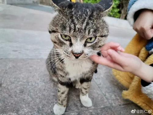 土瓜能给猫吃吗视频讲解,营养与注意事项揭秘