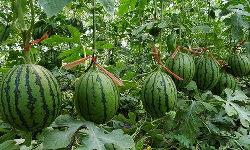 郑州工商吃瓜视频,揭秘背后惊人真相