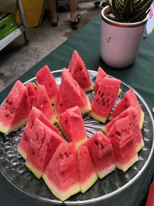 吃瓜比赛视频模板,一场视觉与味觉的双重盛宴