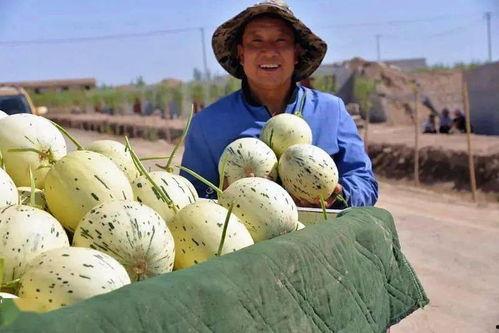 诏安县吃瓜视频,一场吃瓜视频引发的美食狂欢