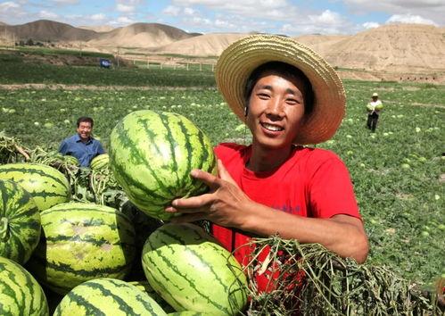 诏安县吃瓜视频,一场吃瓜视频引发的美食狂欢