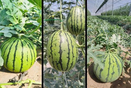 吃瓜视频详情在哪里看的,吃瓜视频详情探秘指南