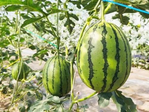 吃瓜视频详情在哪里看的,吃瓜视频详情探秘指南