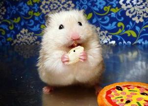 仓鼠吃生瓜吗会死吗视频,仓鼠食用生瓜的生死考验