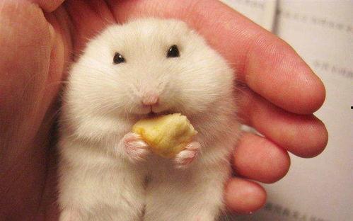 仓鼠吃生瓜吗会死吗视频,仓鼠食用生瓜的生死考验