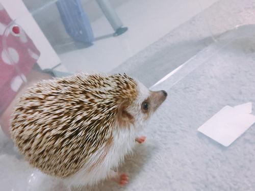 刺猬吃瓜原视频,一场萌趣横生的自然奇观