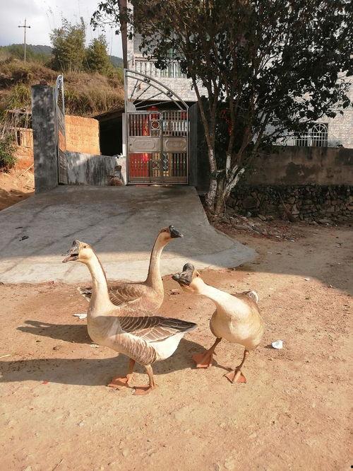 吃瓜鹅全部视频大全播放,笑料百出，欢乐无限