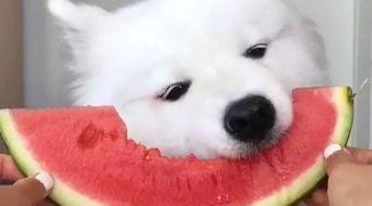 吃瓜鹅全部视频大全播放,笑料百出，欢乐无限