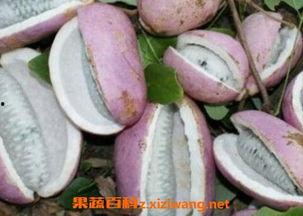 寻找八月瓜吃的视频大全,跟随视频大全解锁美味秘籍