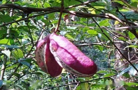 寻找八月瓜吃的视频大全,跟随视频大全解锁美味秘籍