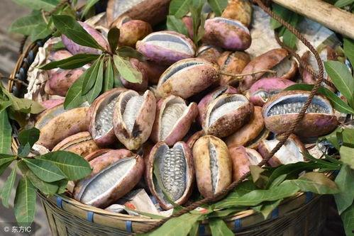 寻找八月瓜吃的视频大全,跟随视频大全解锁美味秘籍