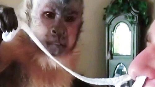 猴子搞笑配音吃瓜视频,笑料横飞！