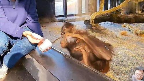 猴子搞笑配音吃瓜视频,笑料横飞！