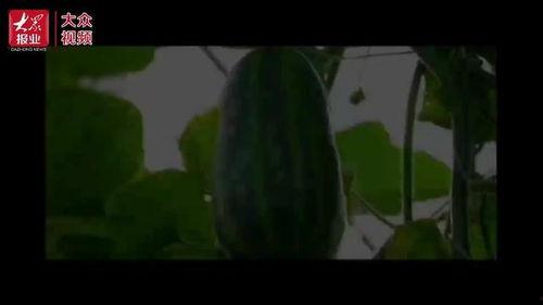 莲塘吃瓜事件视频大全,视频大全揭秘惊人真相