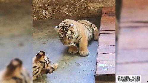 老虎打架吃瓜视频大全,吃瓜群众围观视频大全