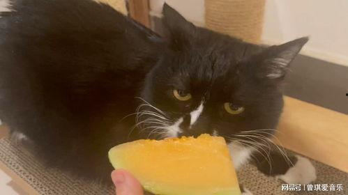 猫一直吃哈密瓜好吗视频,揭秘猫咪吃哈密瓜的利与弊