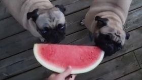 猫一直吃哈密瓜好吗视频,揭秘猫咪吃哈密瓜的利与弊