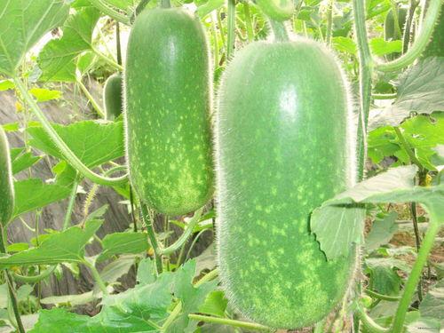 乳瓜早上吃减肥吗好吗视频,揭秘早晨食用乳瓜的神奇效果