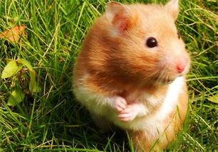 金丝熊有吃哈密瓜吗视频,金丝熊品尝哈密瓜美味瞬间