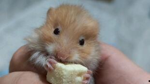 金丝熊有吃哈密瓜吗视频,金丝熊品尝哈密瓜美味瞬间